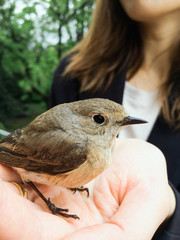 Bird Rescue